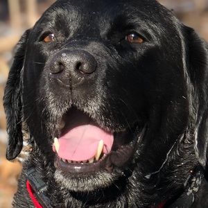 Meet your Posher, Branda